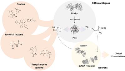 Repurposing of substances with lactone moiety for the treatment of γ-Hydroxybutyric acid and γ-Butyrolactone intoxication through modulating paraoxonase and PPARγ